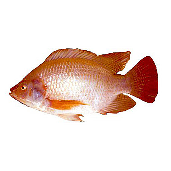Cá diêu hồng