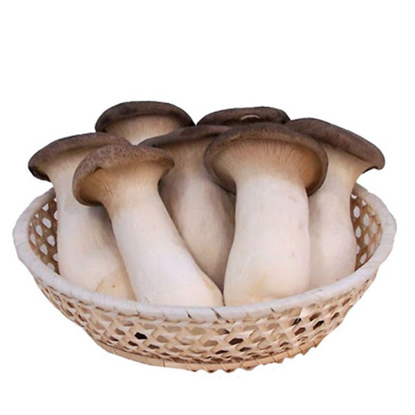 Nấm đùi gà